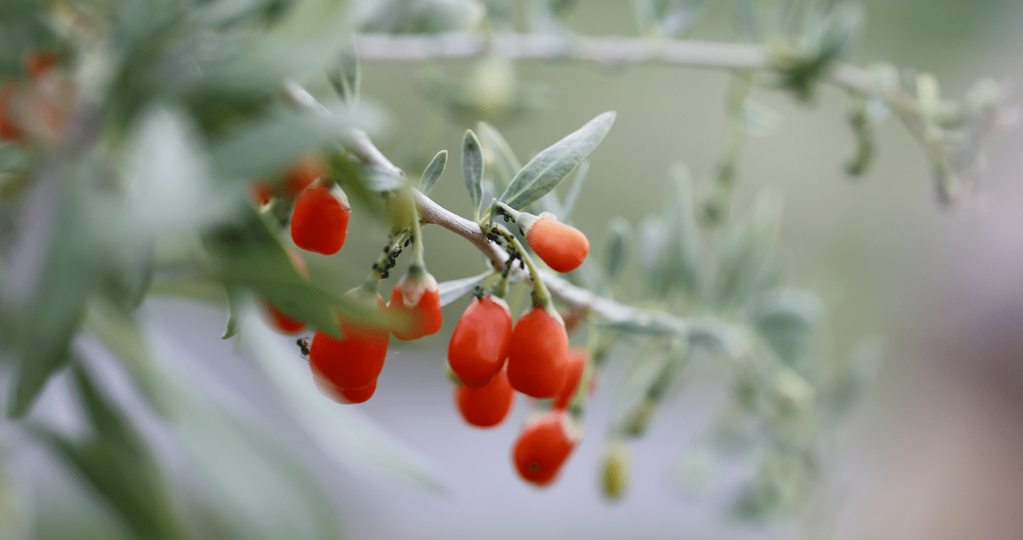 Bacche-di-goji-1-b