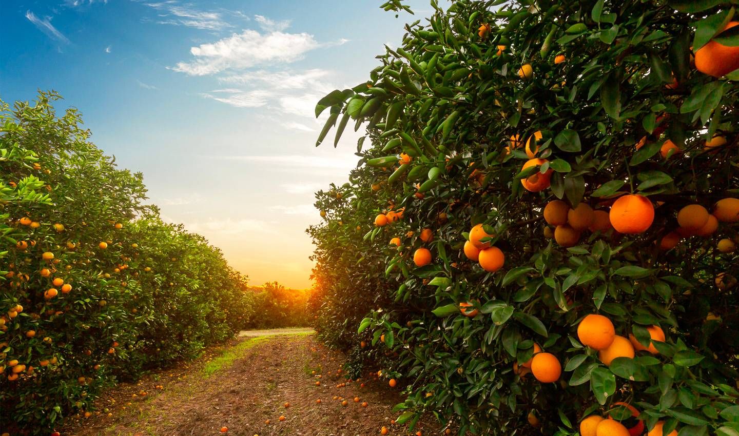 Sostenibile-1440x850-2