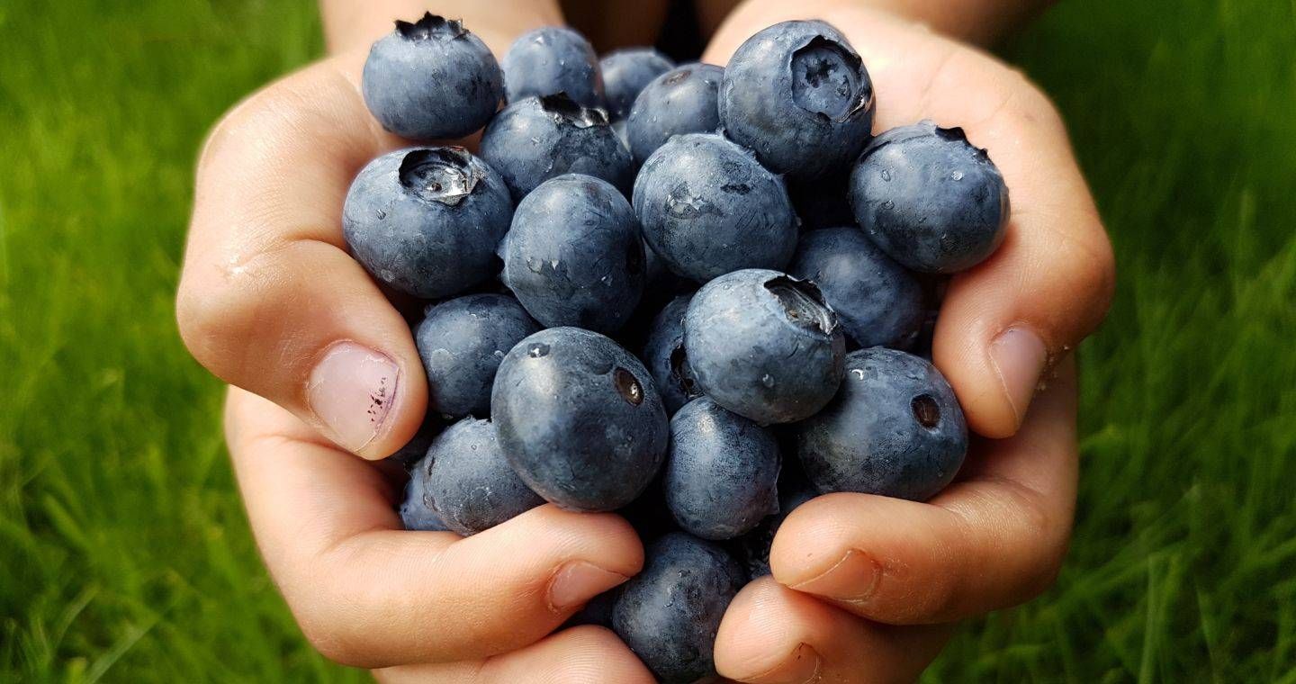 proprietà-mirtilli-1